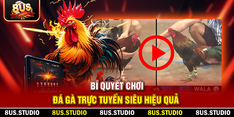 Đá Gà Trực Tuyến – Trải Nghiệm Giải Trí Đỉnh Cao Cùng 8US bi quyet choi da ga truc tuyen sieu hieu qua 1 1
