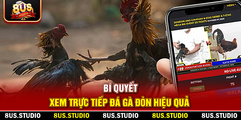 Trực Tiếp Đá Gà Đòn – Trải Nghiệm Kịch Tính Hấp Dẫn Cùng 8US Bí quyết xem trực tiếp đá gà đòn hiệu quả