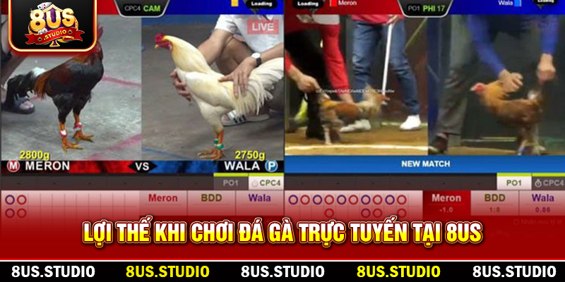 Đá Gà Trực Tuyến – Trải Nghiệm Giải Trí Đỉnh Cao Cùng 8US Lợi thế khi chơi đá gà trực tuyến tại 8US