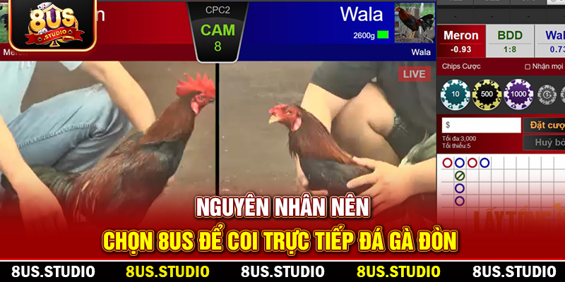 Trực Tiếp Đá Gà Đòn – Trải Nghiệm Kịch Tính Hấp Dẫn Cùng 8US Nguyên nhân nên chọn 8US để coi trực tiếp đá gà đòn